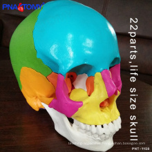 PNT-1159 natural size PVC anatomical 22 parts colored skull model